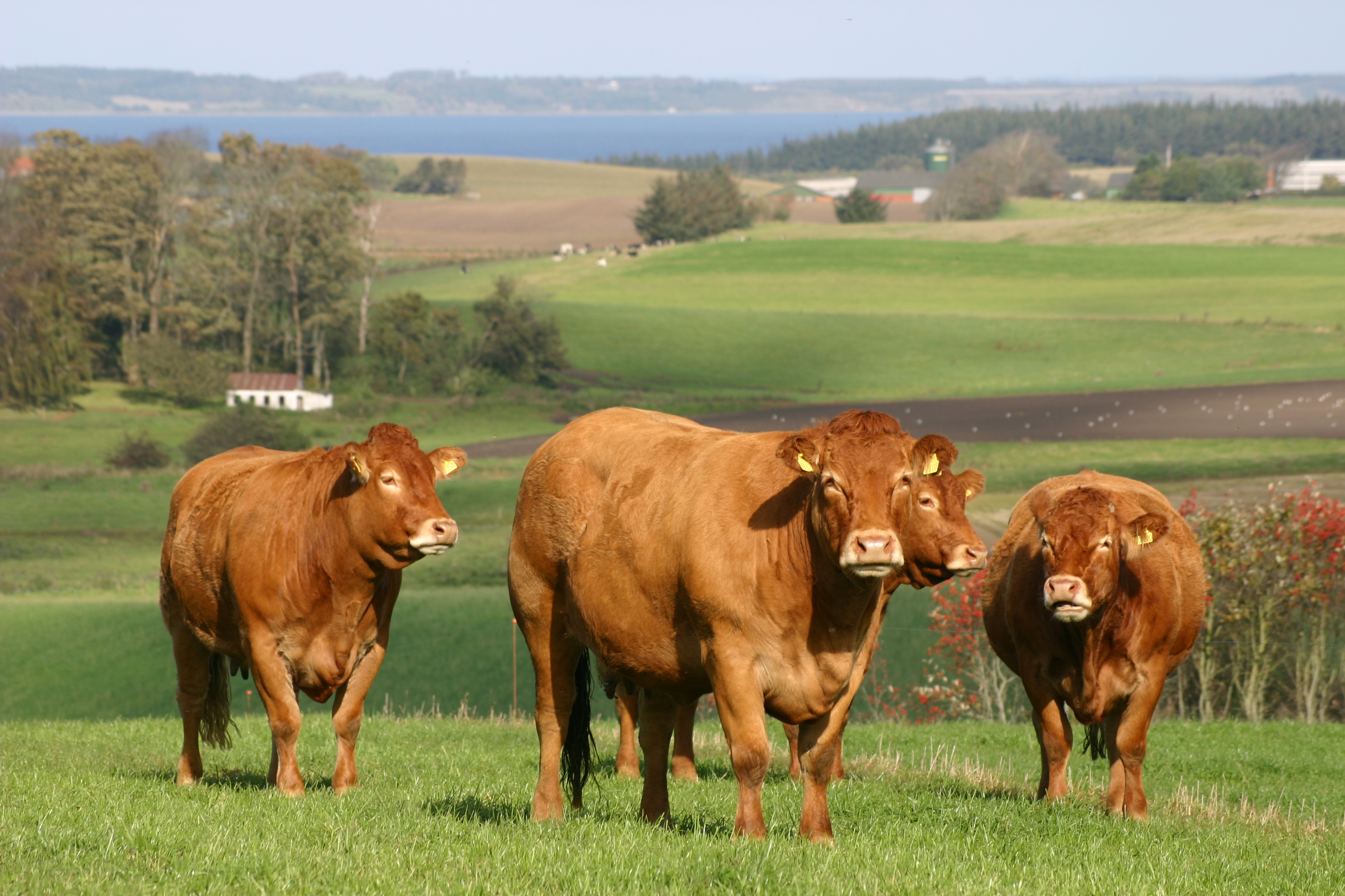 Kødkvæg Limousine Efterår 2004