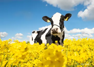 VH Radium Daughter No 32610 Sydgaarden Ewald Kusk Kristensen Nibe