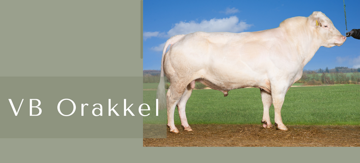 ARTICLE ENTRY TYR (13)