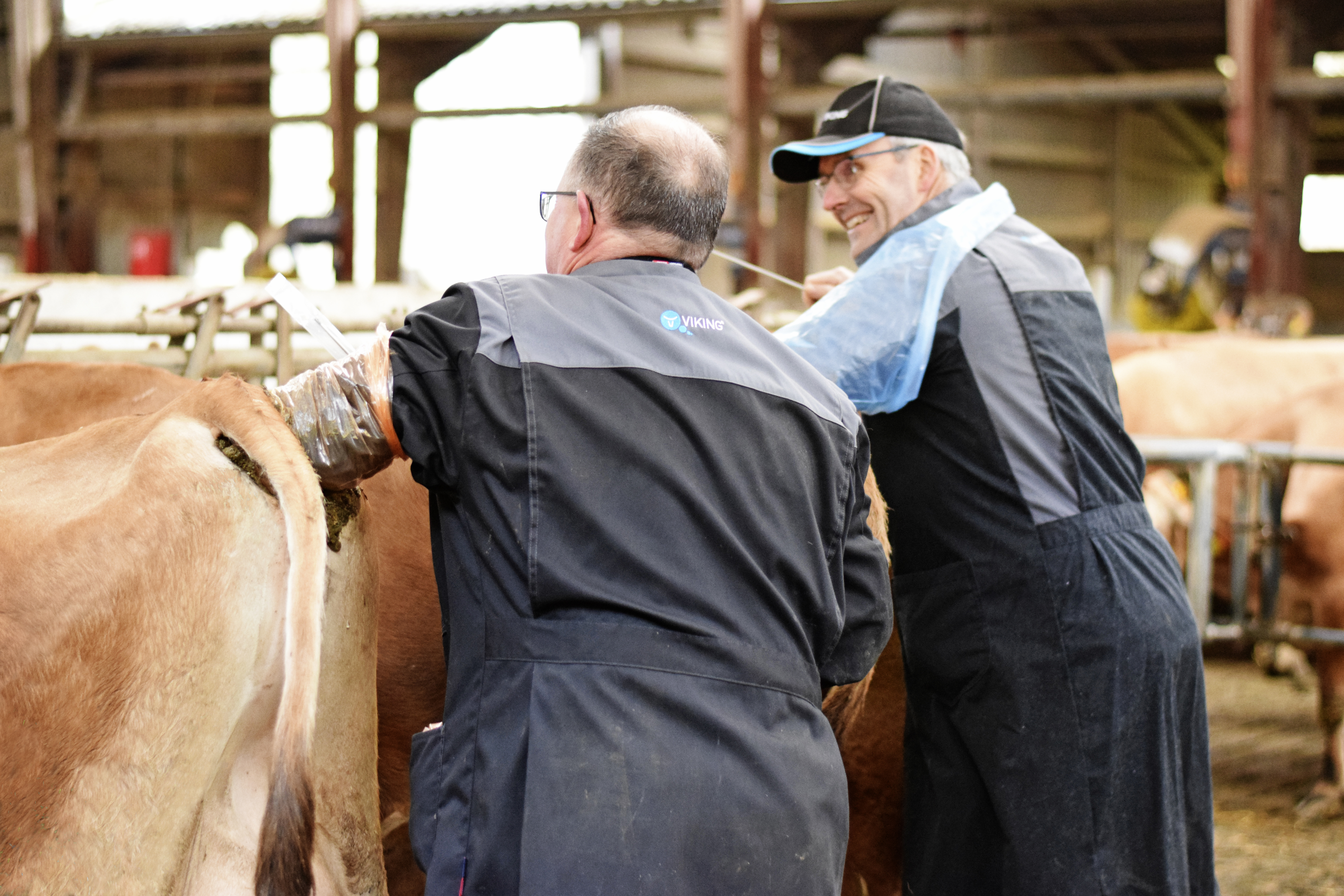 DT Inseminører Ilægger Embryoner I Recipientbesætninger Billede6a