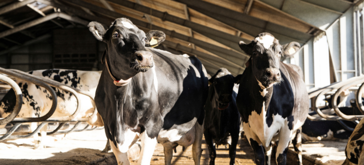 2 Holsteinkøer Nyder Solen Stråler