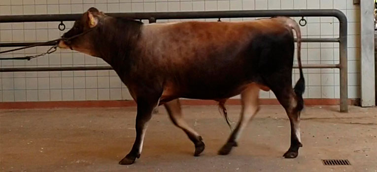 VJ Chief Web Oversigt