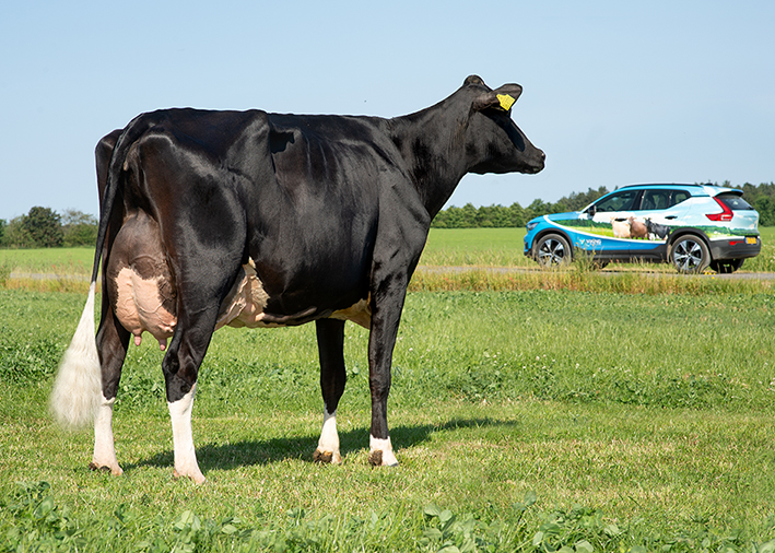 VH Gombo Daughter1 No 58384 6370 From Ejvind Bjerg Olsen, Bøvlingbjerg Scenic
