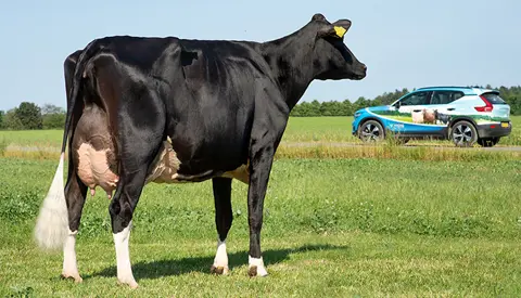 VH Gombo Daughter1 No 58384 6370 From Ejvind Bjerg Olsen, Bøvlingbjerg Scenic