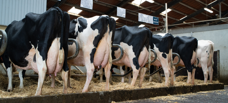 Holstein Køer På Række I Stalden