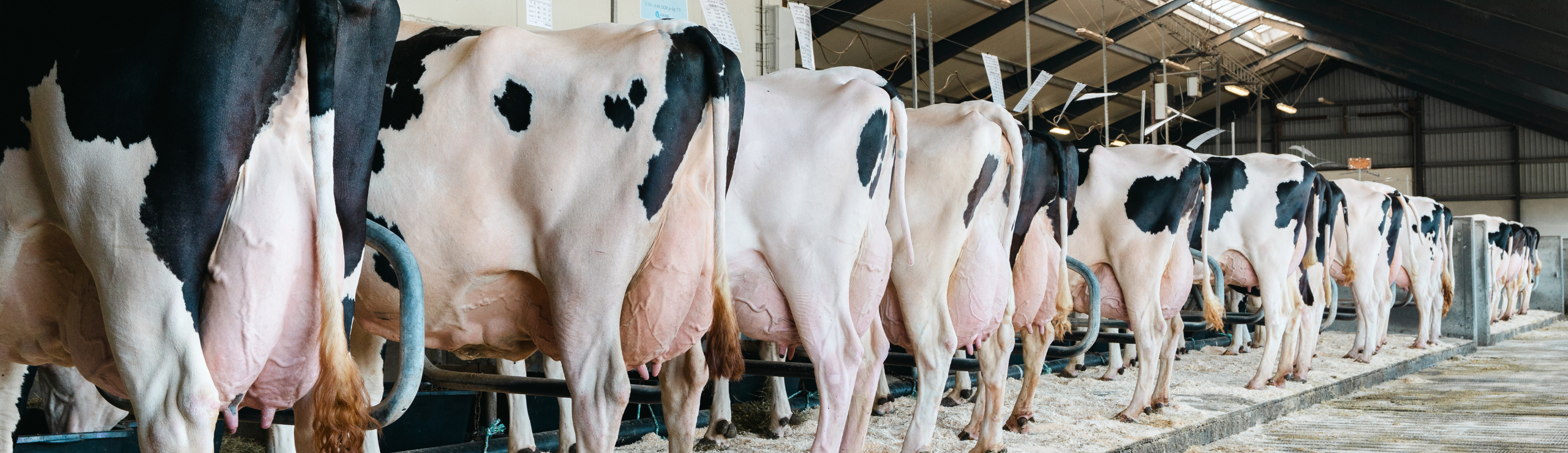 Flot Række Holsteinkøer Fra Årsmøde