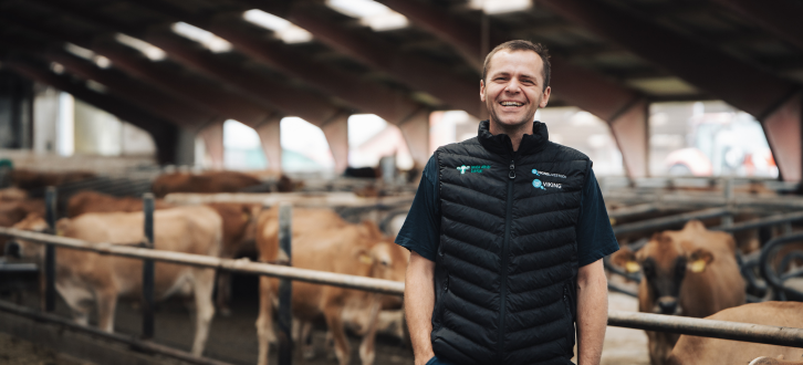 Vagn I Stalden Med Jersey Køer