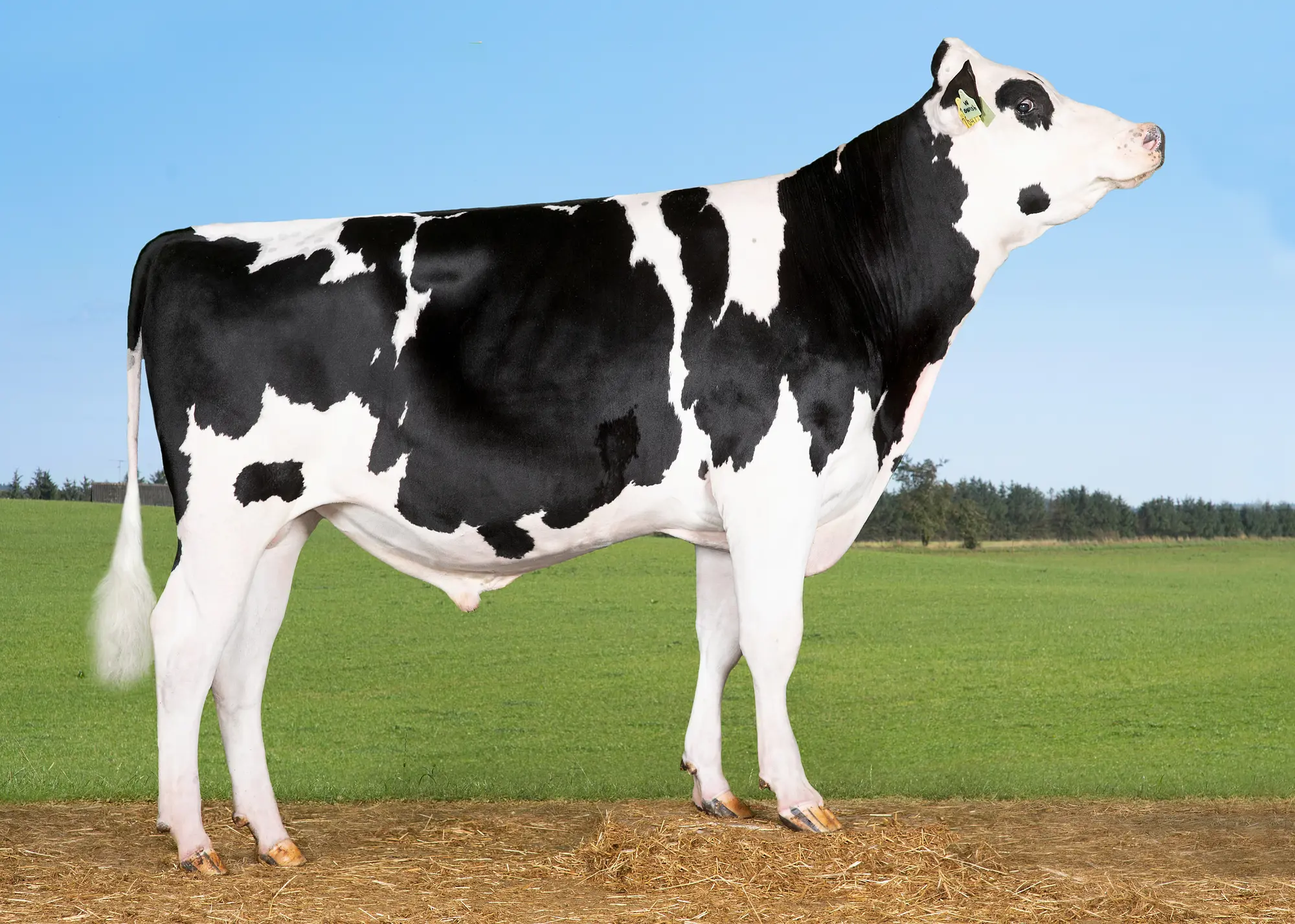 VH Swish (VH Spruce) Edited (1)