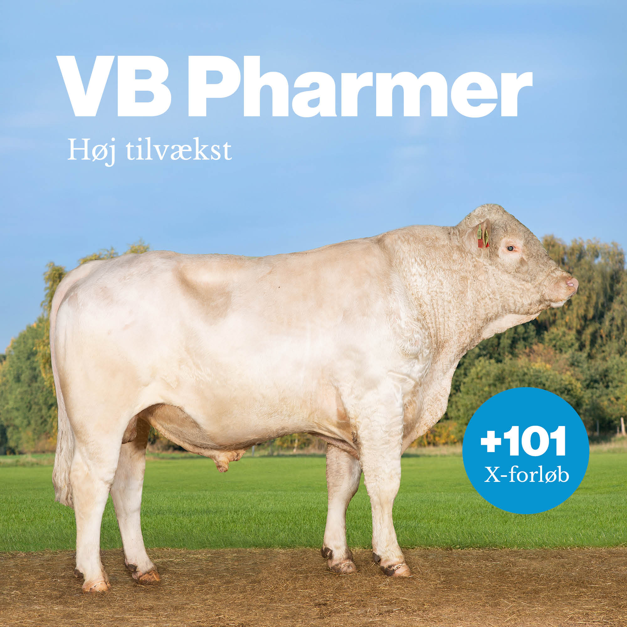 VB Pharmer