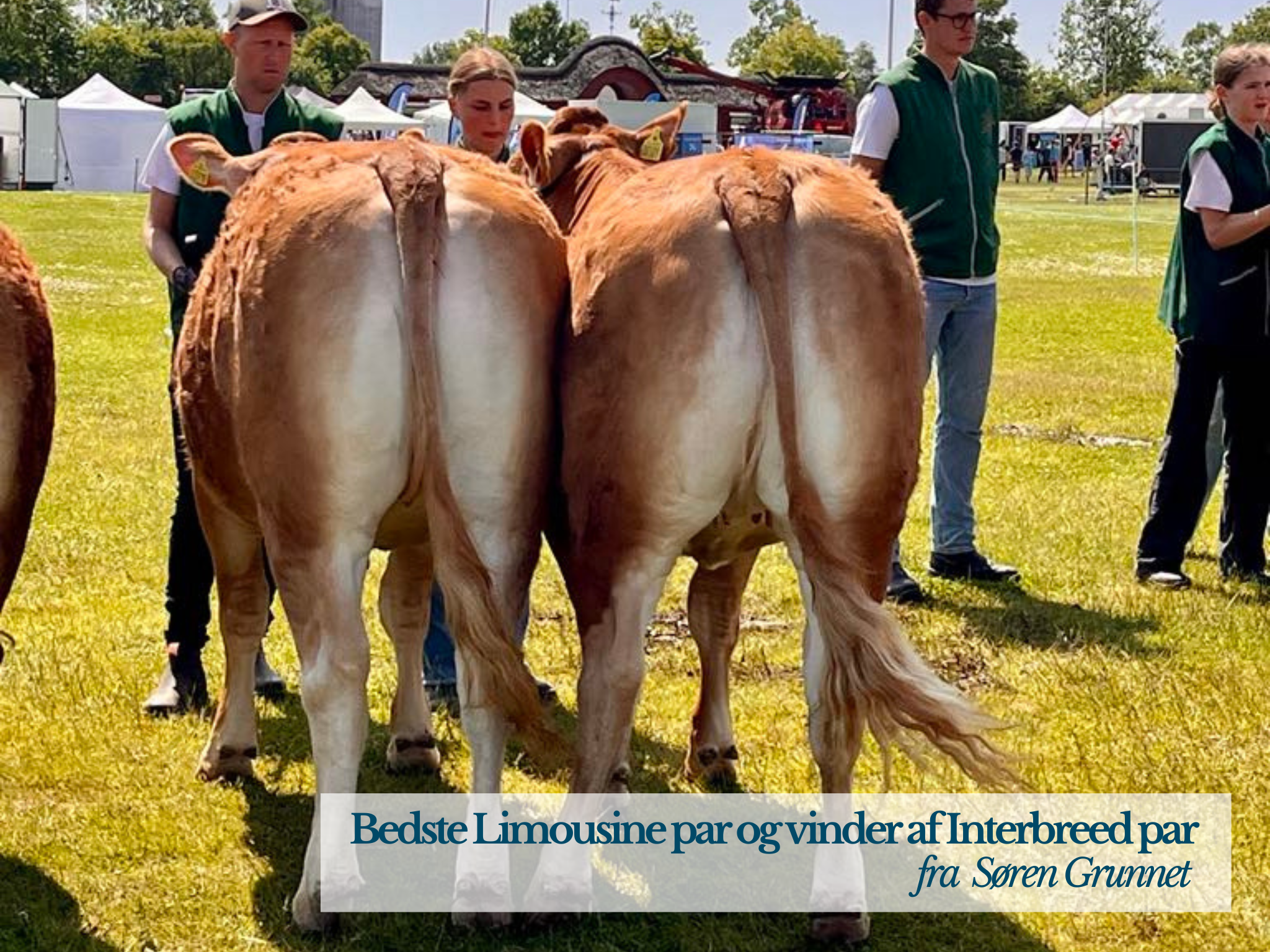 Bedste Limousine Par Og Vinder Interbreed Par Fra Søren Grunnet