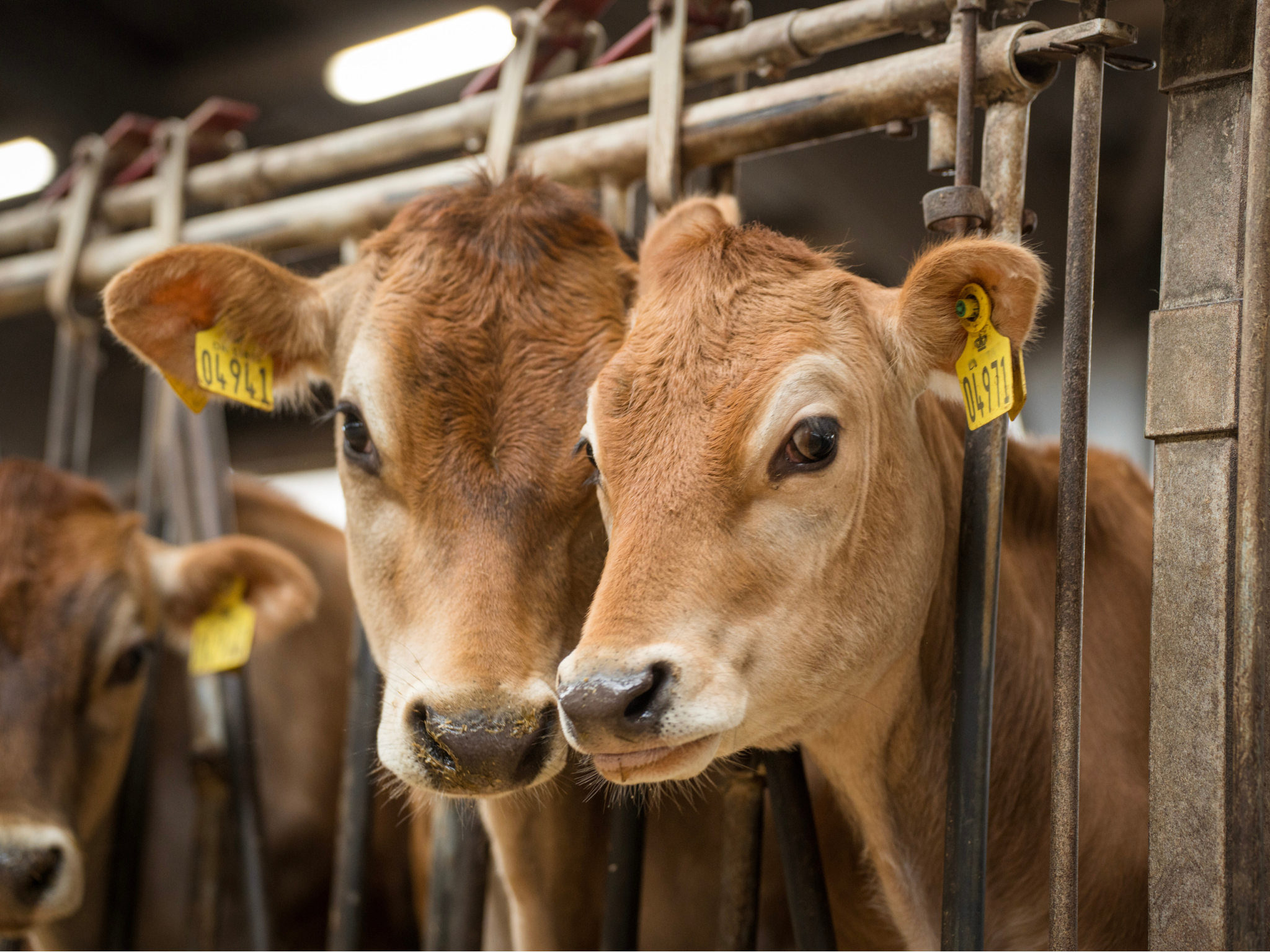 Jersey Verdenskongres 1