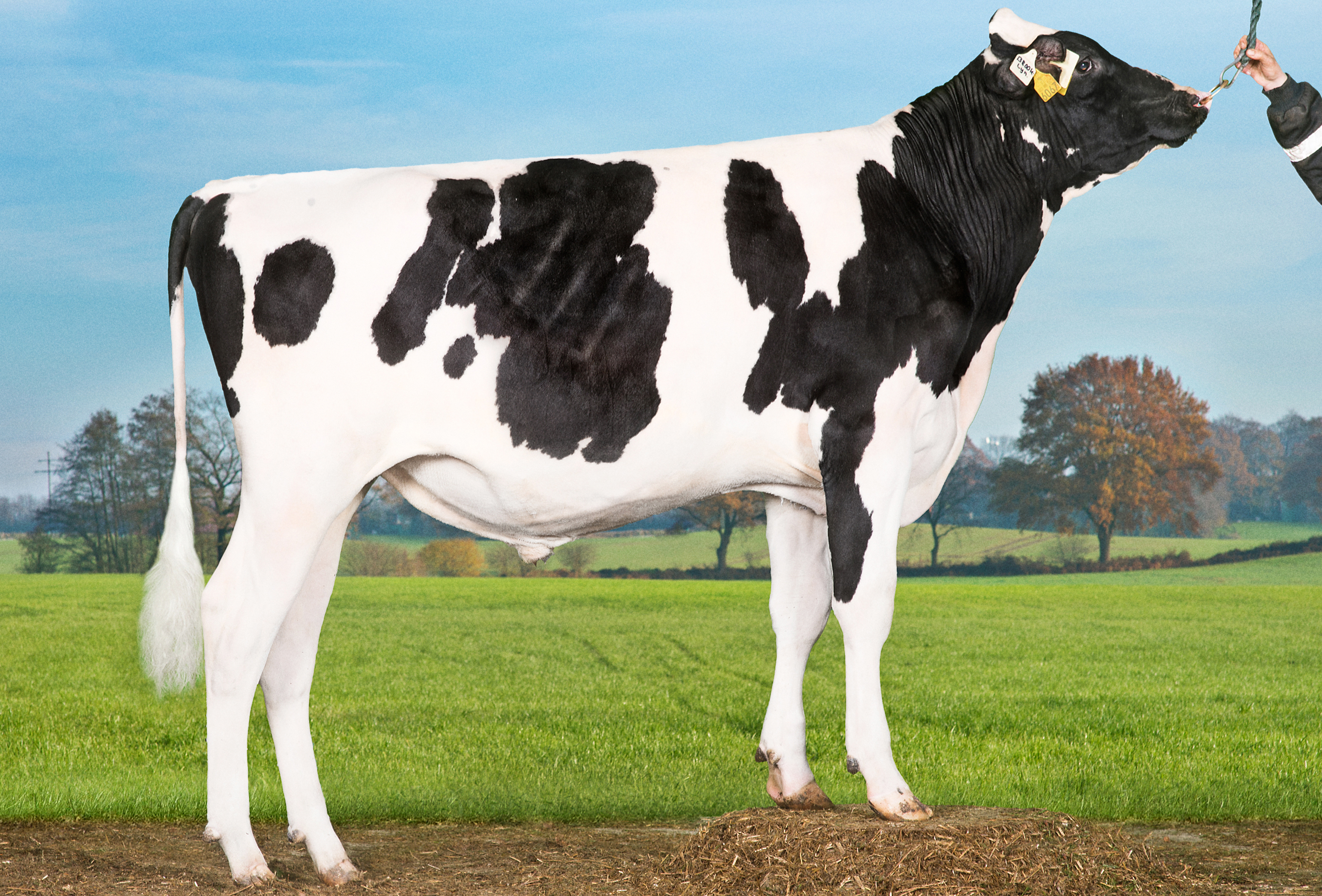 VH Brooklyn (VH Bynalle) Srgb Web