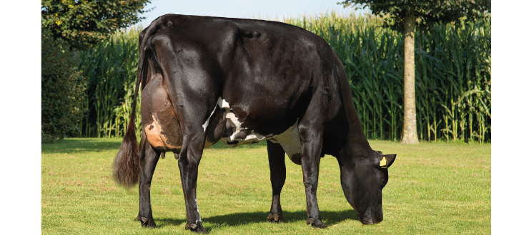 Article Entry F1artikel