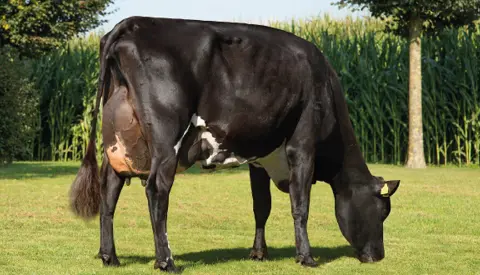 Article Entry F1artikel