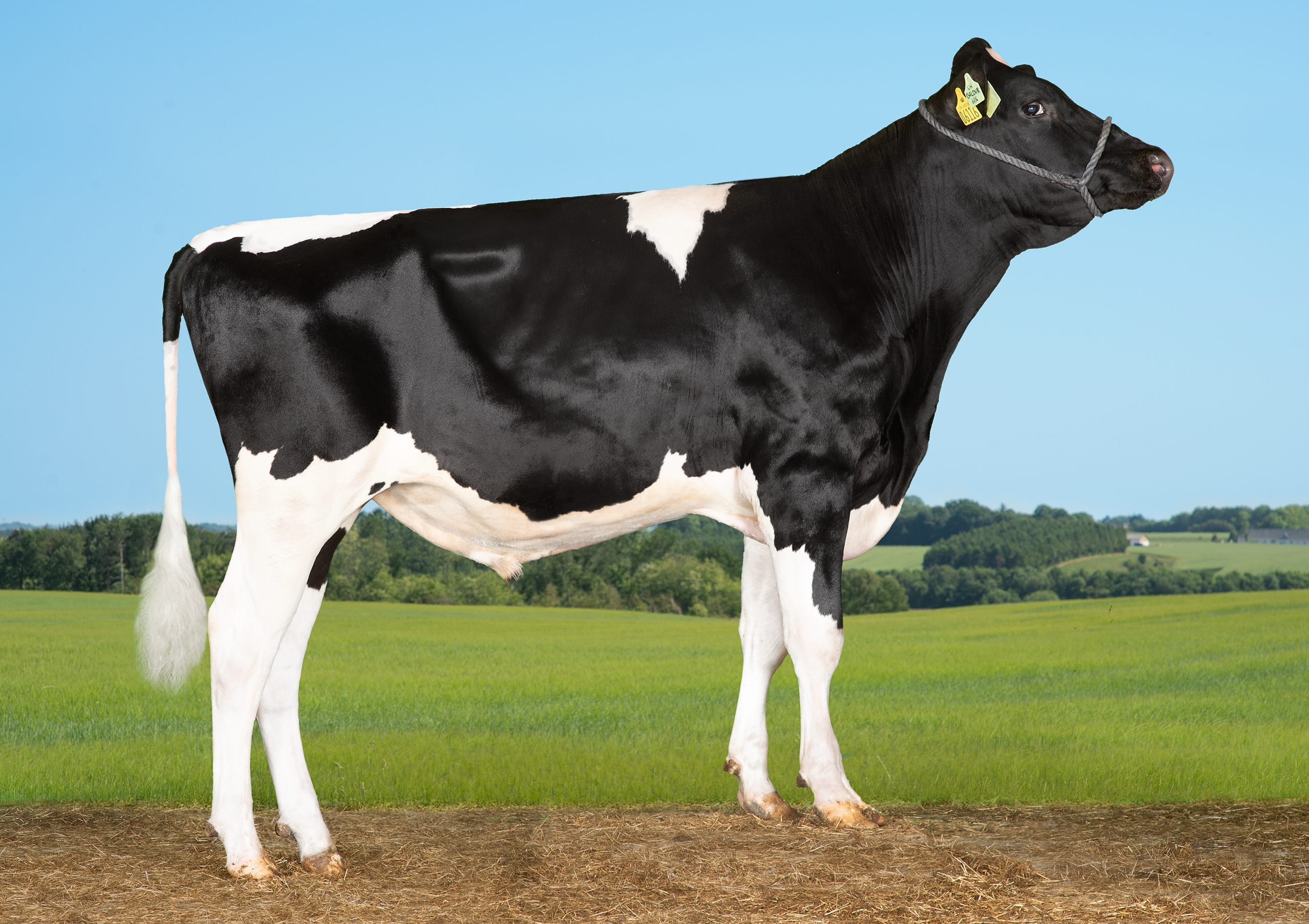 VH Baldur (VH Bertram)