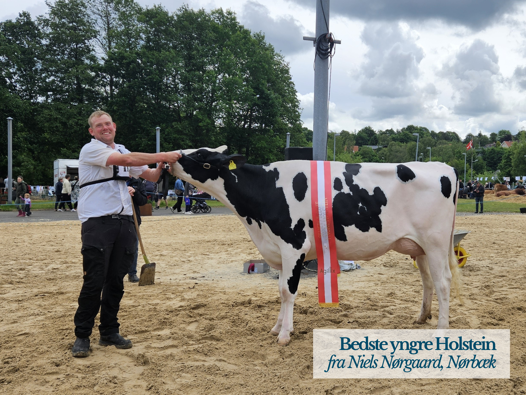 Bedste Yngre Holstein, Hobro Dyrskue