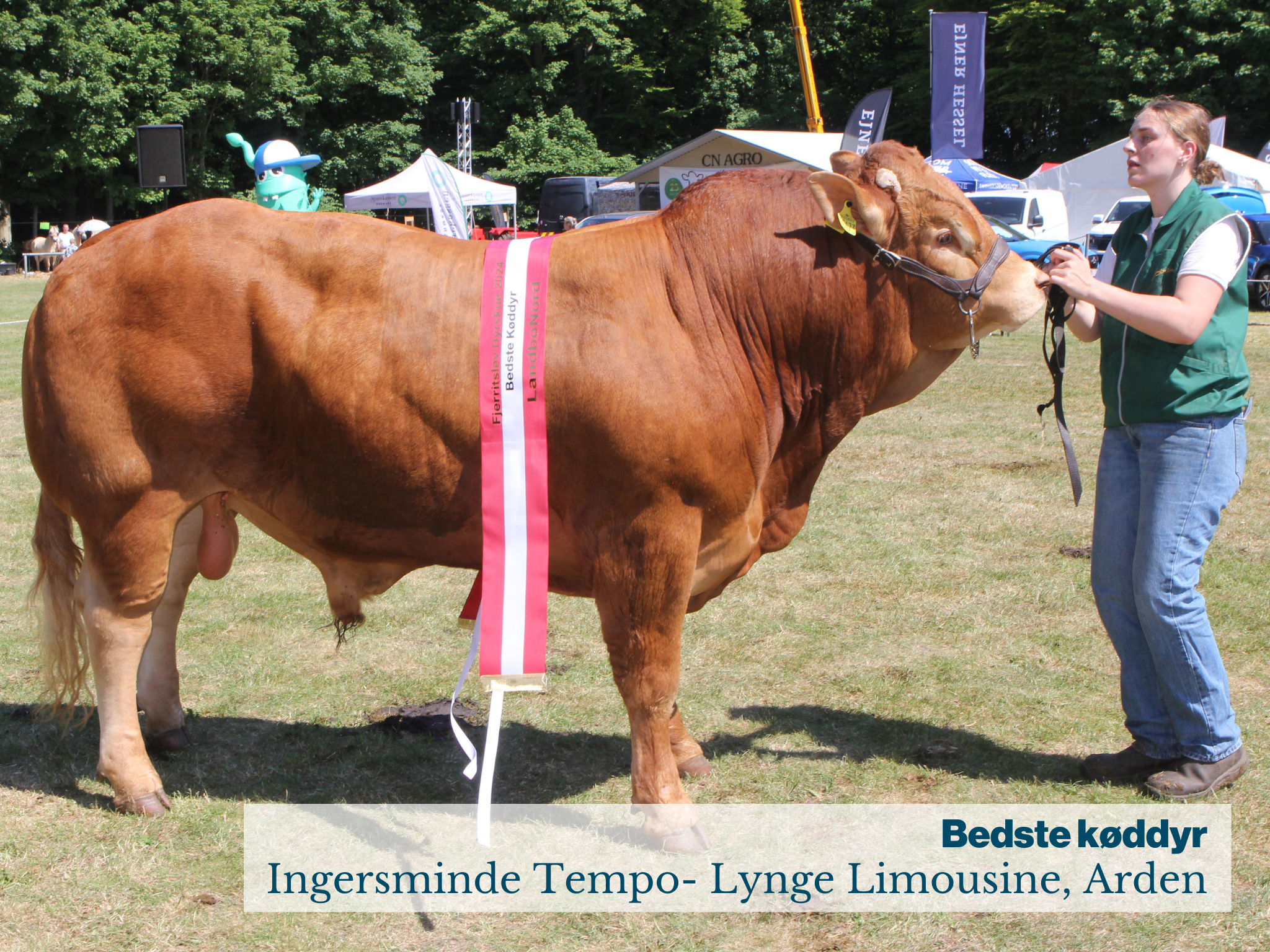 Fjerritslev Dyrskue Bedste Køddyr