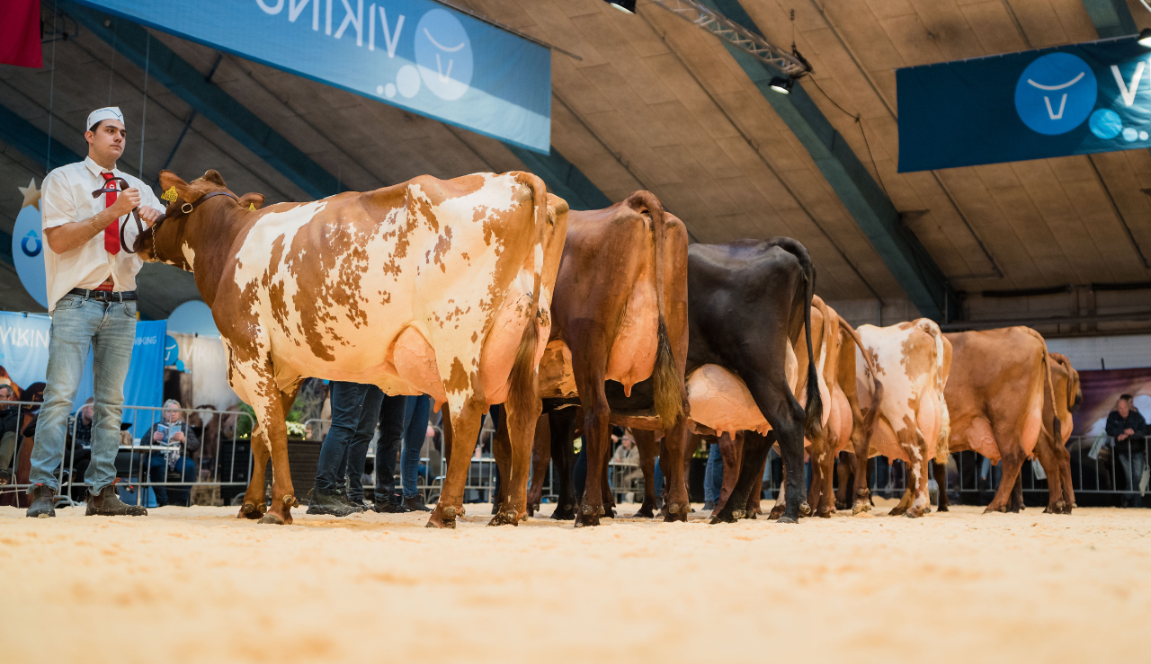 Stærkt Hold 2. Kalvs Til 11. Kalvs Køer Til Topdanmarks Sundhedskonkurrence Med Mogens Madsen Som Dommer