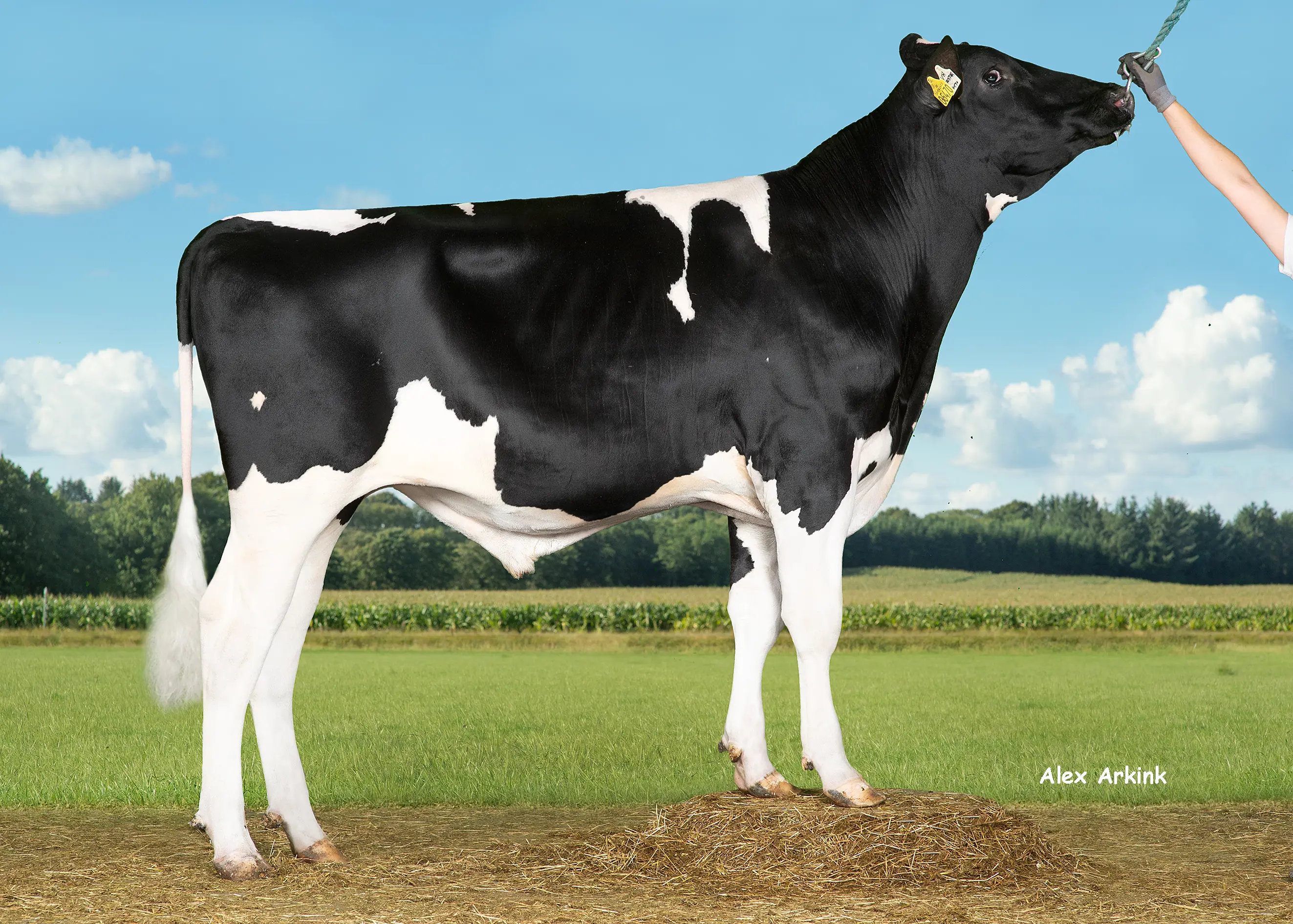 VH Newstar (Norland)