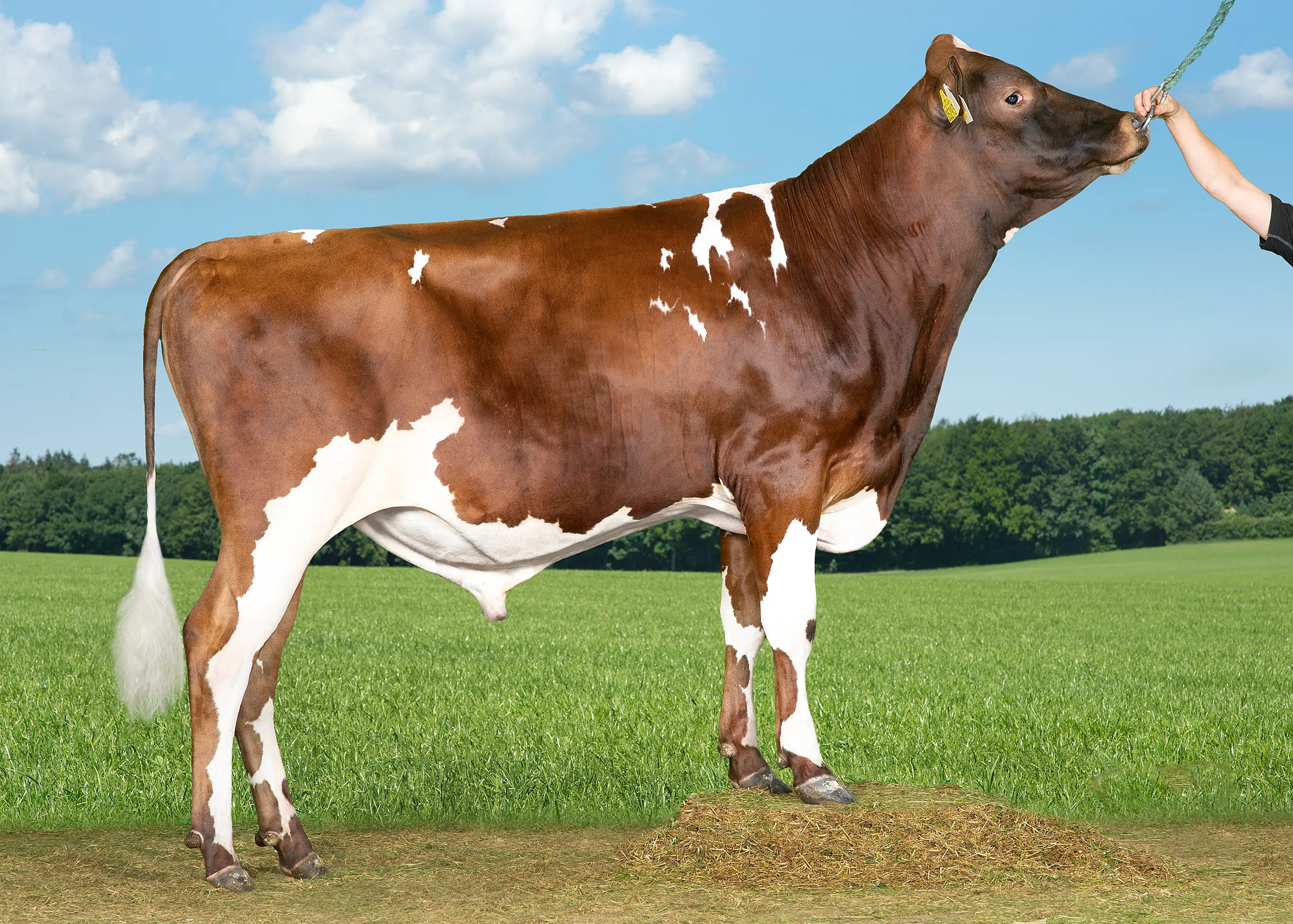 VR Facit P (VR Fanof P) Renset