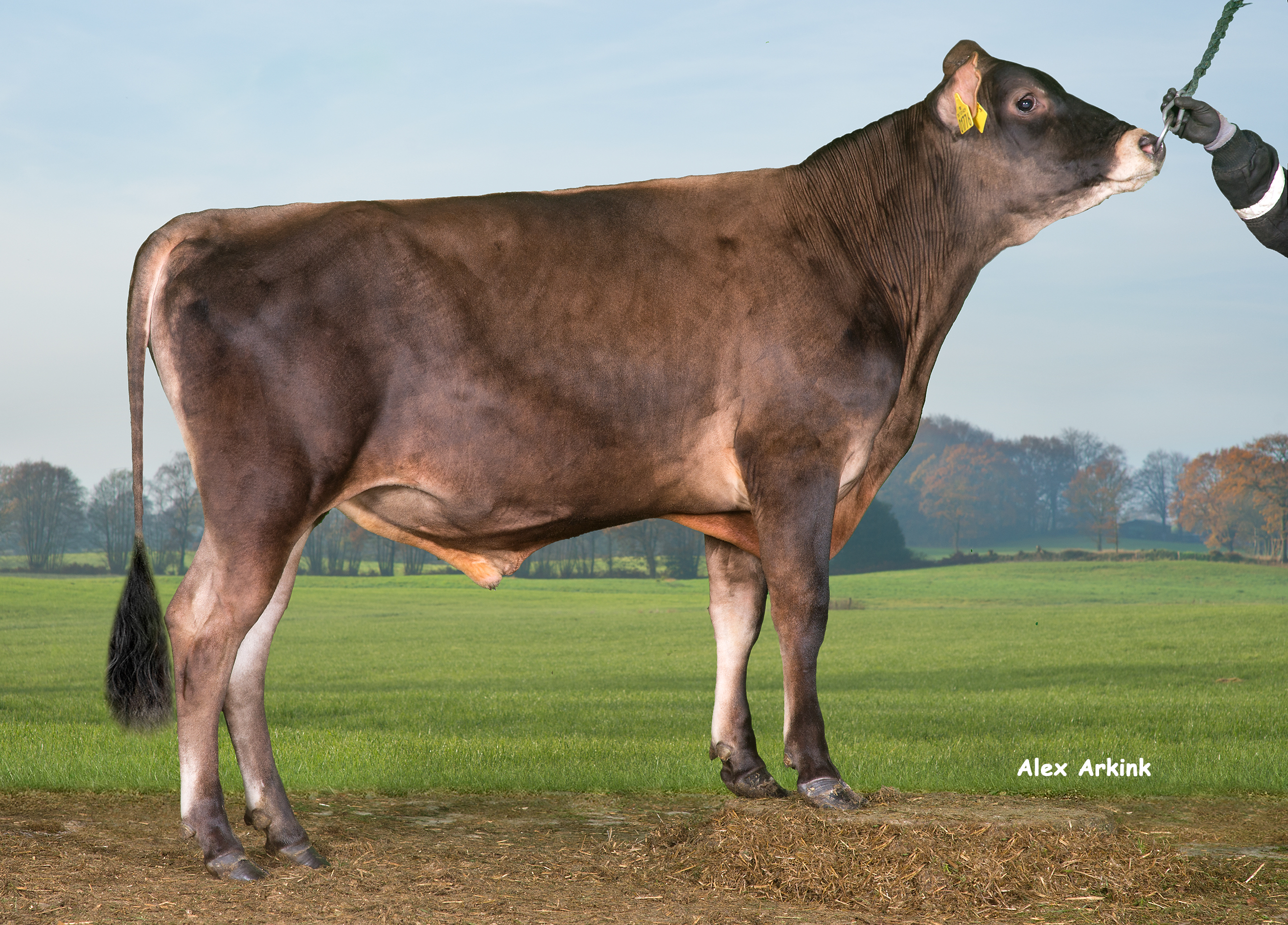 VJ Laster (VJ Lasky)