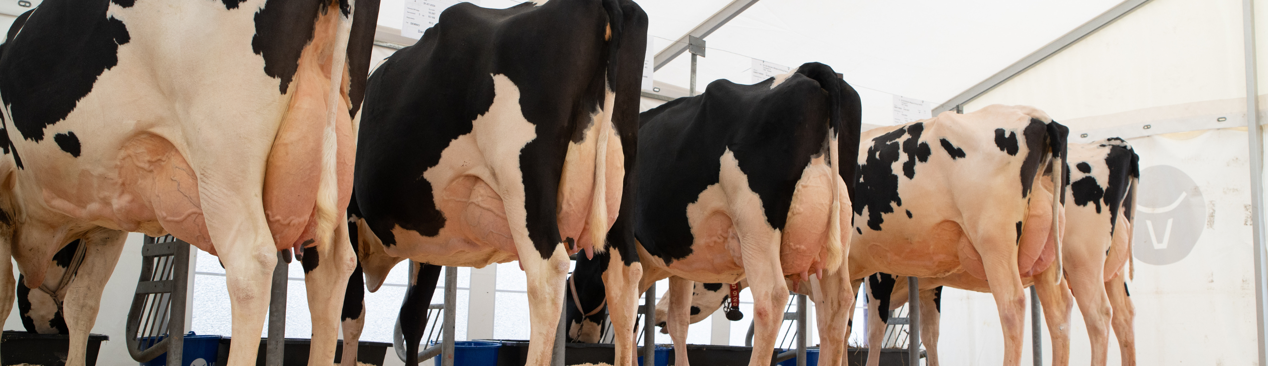 Holseting Køer I Viking Teltet