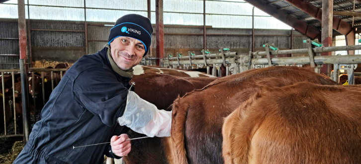 Inseminør Rafal Der Inseminerer En Ko