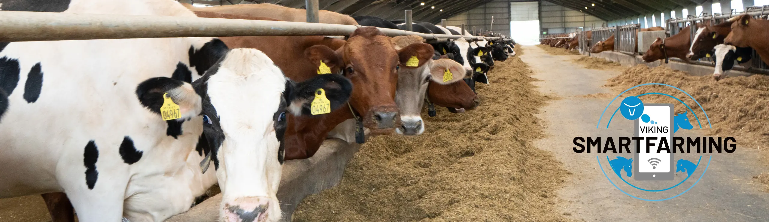 Holsein, RDM Og Jersey Køer I Stalden