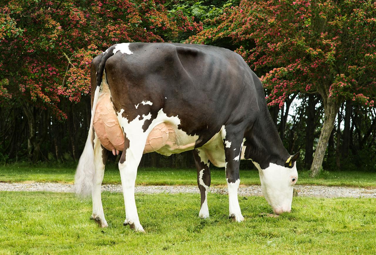 Vr Hielke Daughter No 32445 4508 Procross From Sjaak And Jacqueline Bosma Farsø Scenic1 Srgb Web