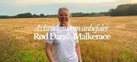 RDM Avlsværdital August 2025