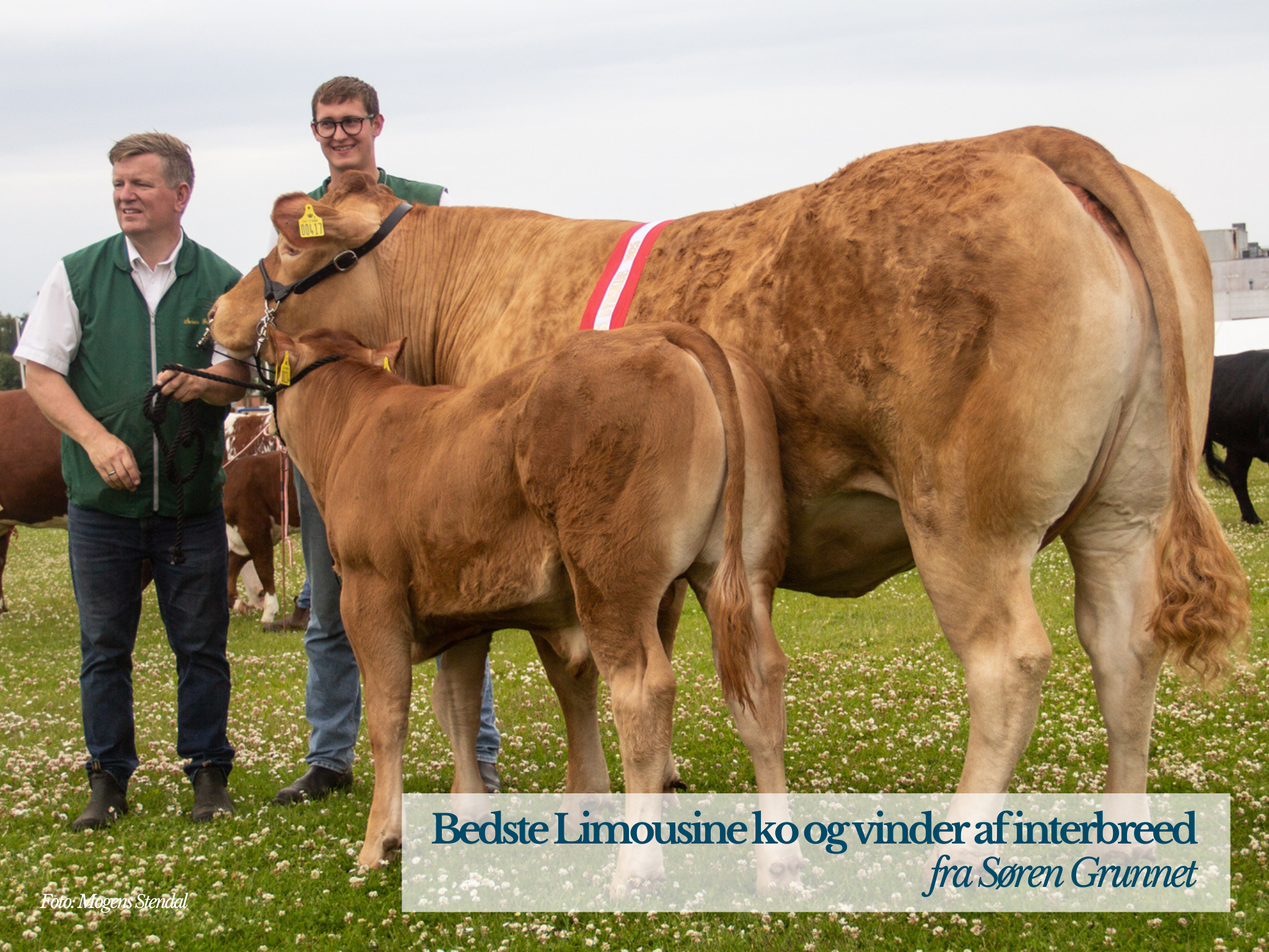 Bedste Limousine Ko Og Vinder Af Interbreed Fra Søren Grunnet.