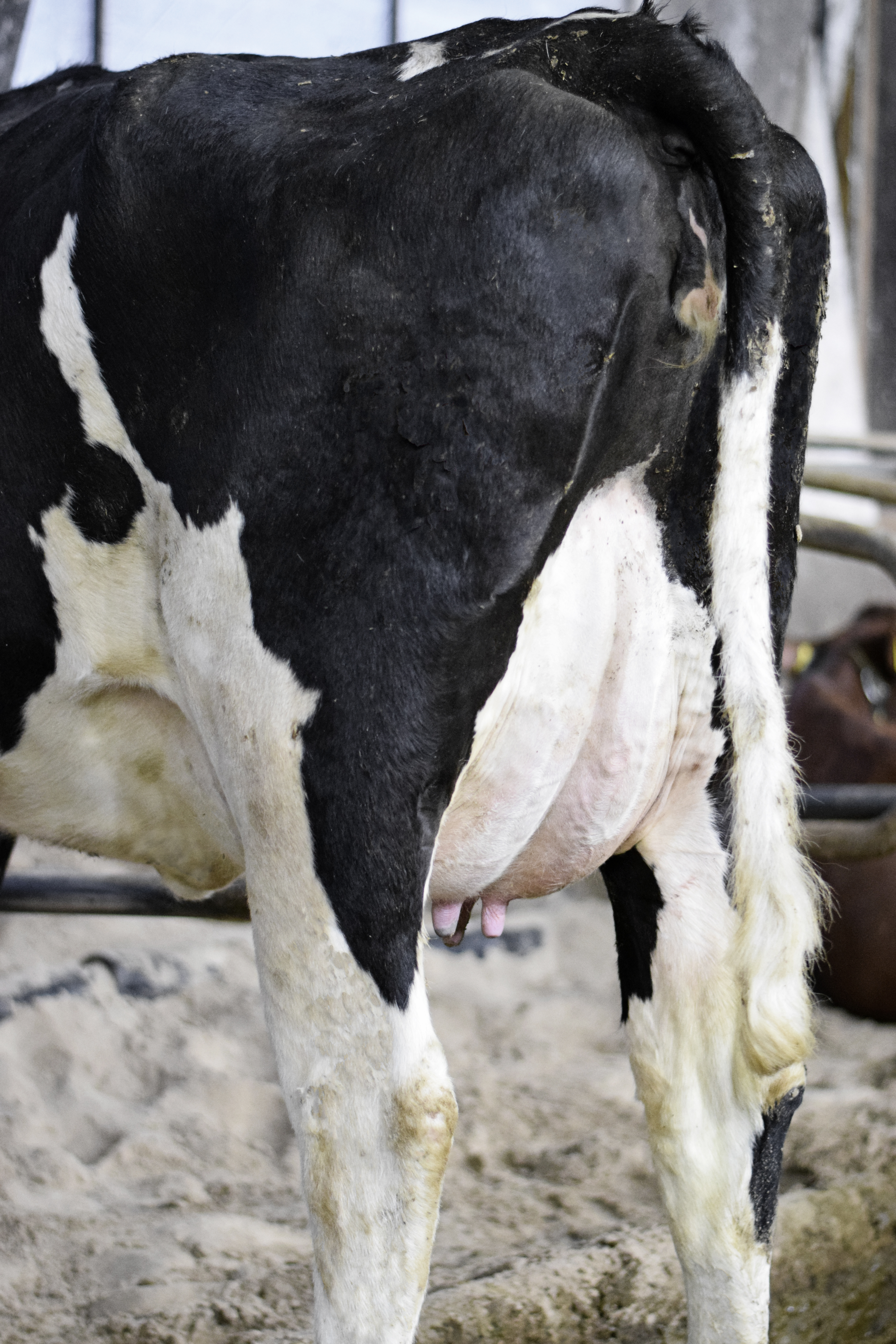 1. Kalvs Ko, Der Er Mor Til En Homozygot Kvie Med +22 I NTM Efter VH Sheik P, Og Som Nu Er På Skyllestation Billede8a