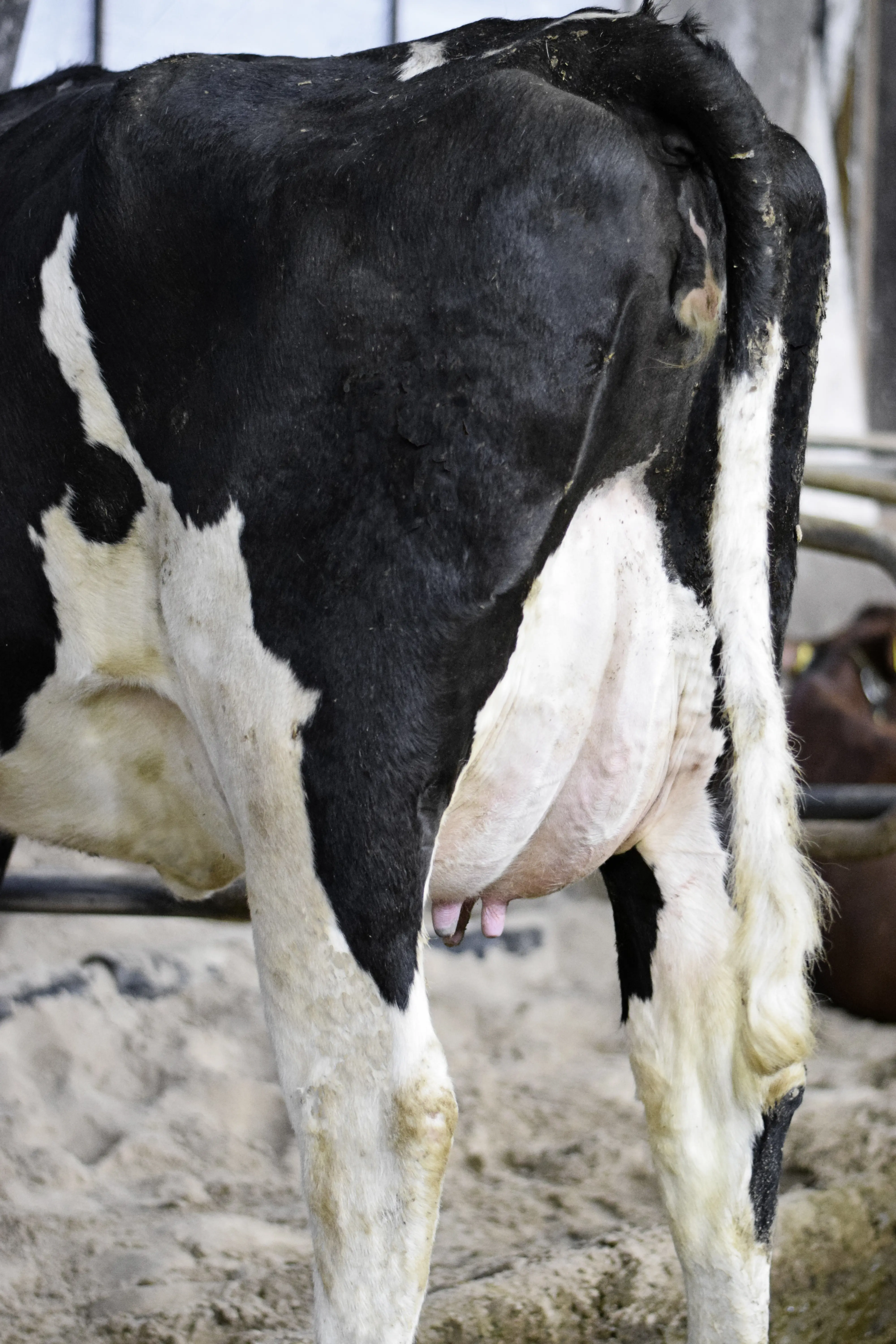 1. Kalvs Ko, Der Er Mor Til En Homozygot Kvie Med +22 I NTM Efter VH Sheik P, Og Som Nu Er På Skyllestation Billede8a