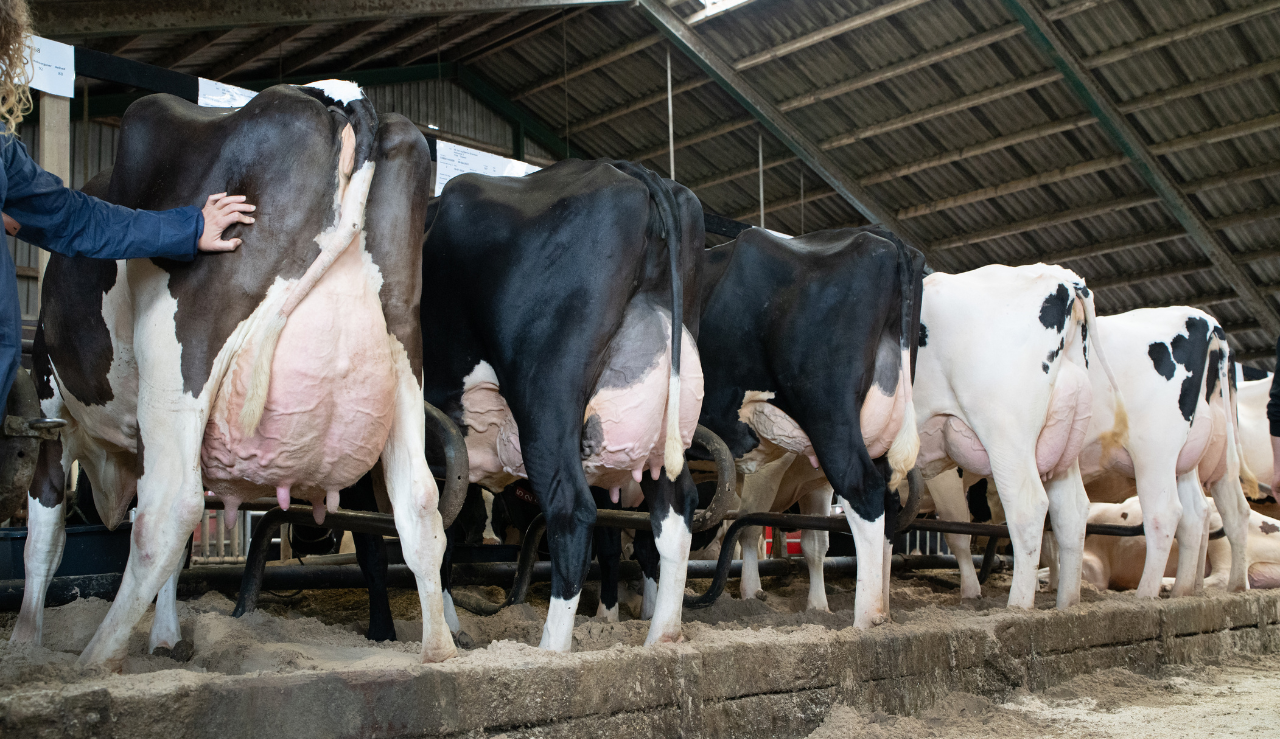 Holstein Køer På Linje I Stalden2