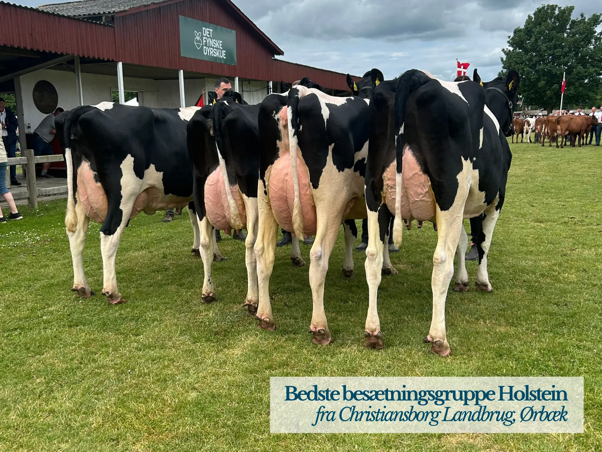 Bedste Besætnigsgruppe Holstein På Det Fynske Dyrskue 2026