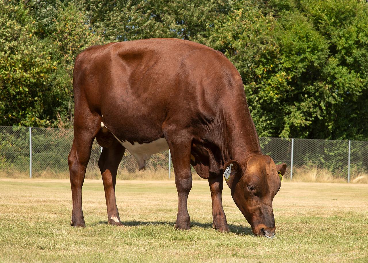 Vr Fadil P Vr Fanof P Scenic Uden Alex