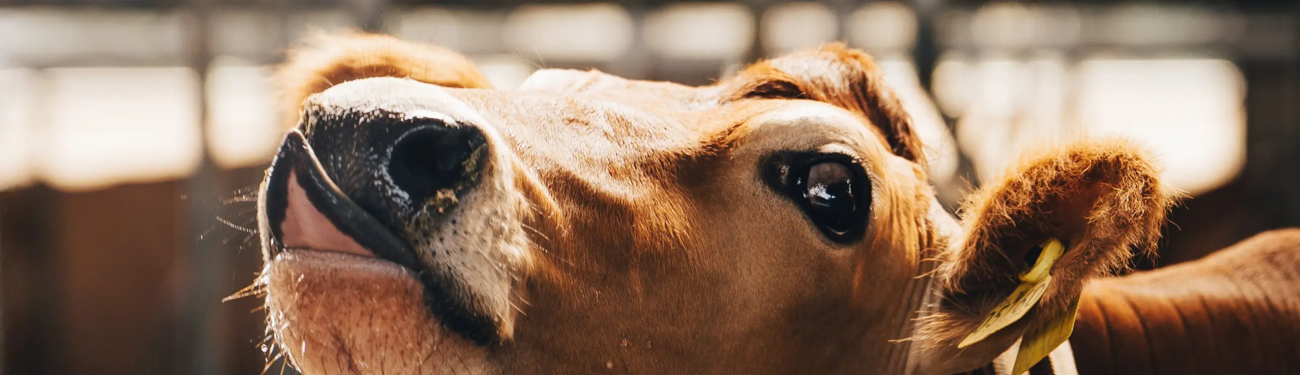 Skallerup Agro fik fire kilo mælk mere om dagen