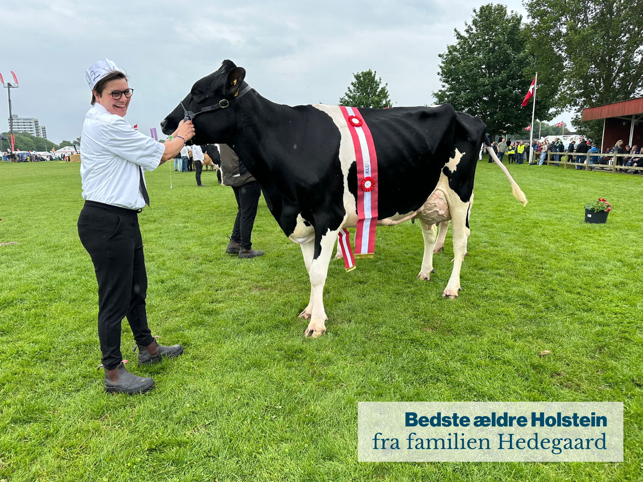 Bedste Ældre Holstein Fra Famielien Hedegaard