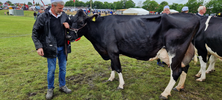 Superko Vinder For 3. År I Træk Og Bedste Ældre Holstein Ko