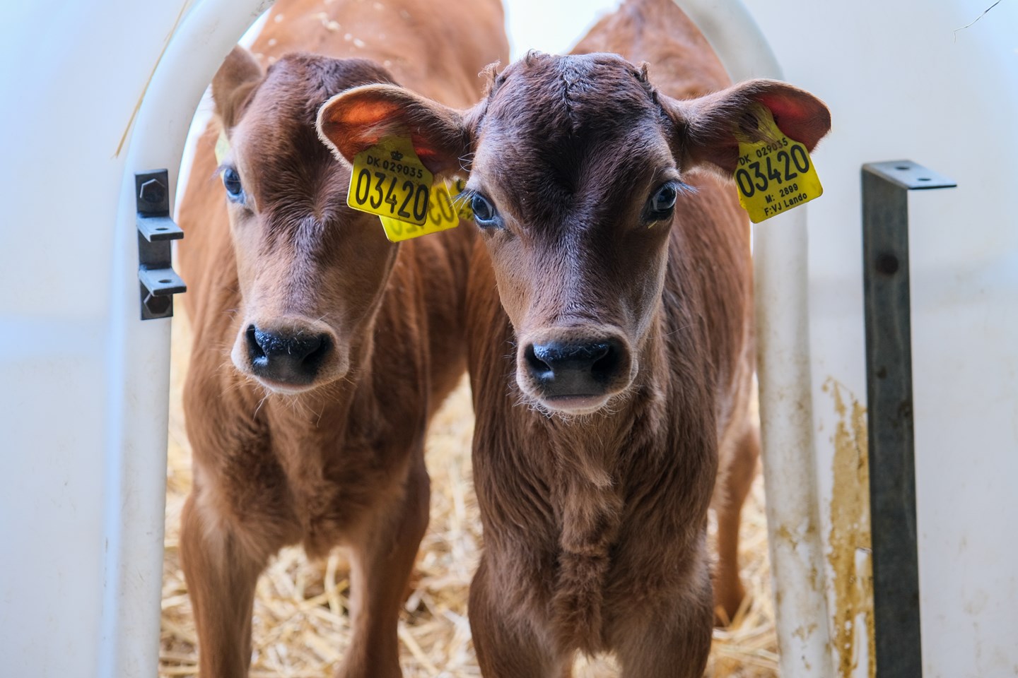 Jersey Stemning2 (1)