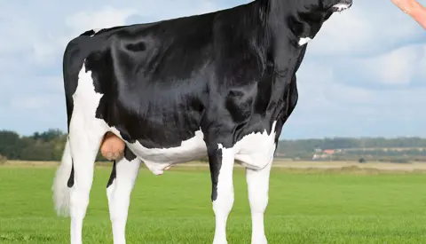 VH Hotman (VH Highway) Front