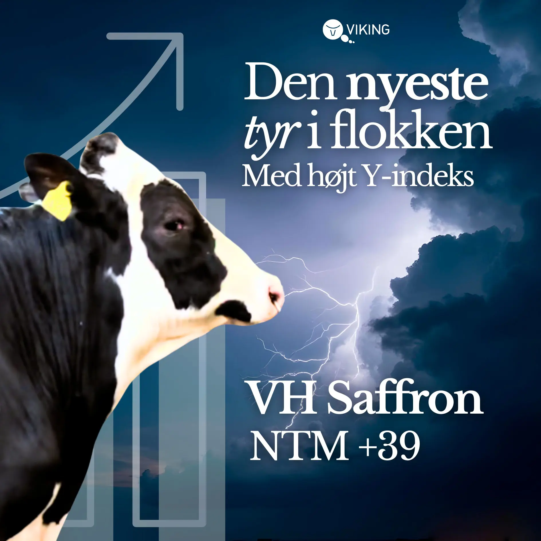 Den nyeste tyr i flokkens - med højt Y-indeks