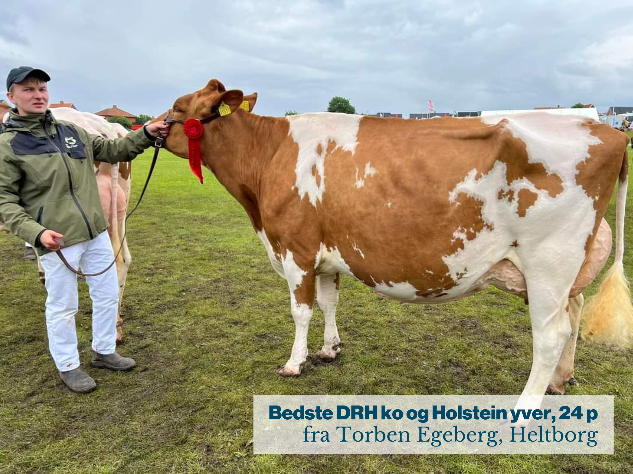 Bedste DRH Ko Og Holstein Yver