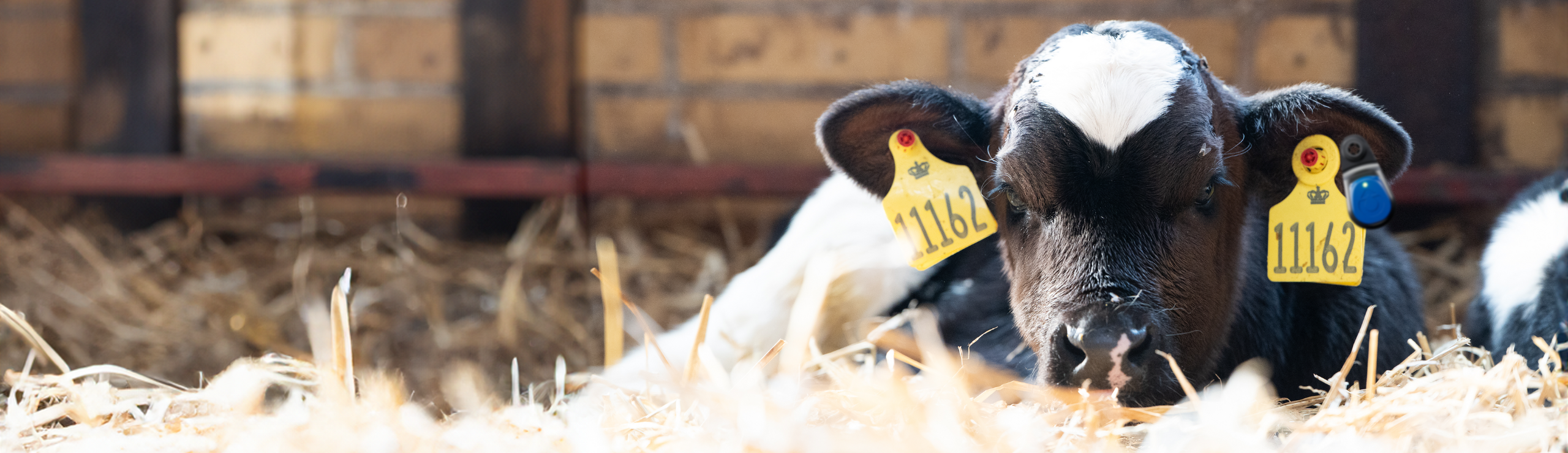 Kalv Med Youngstock Eartag