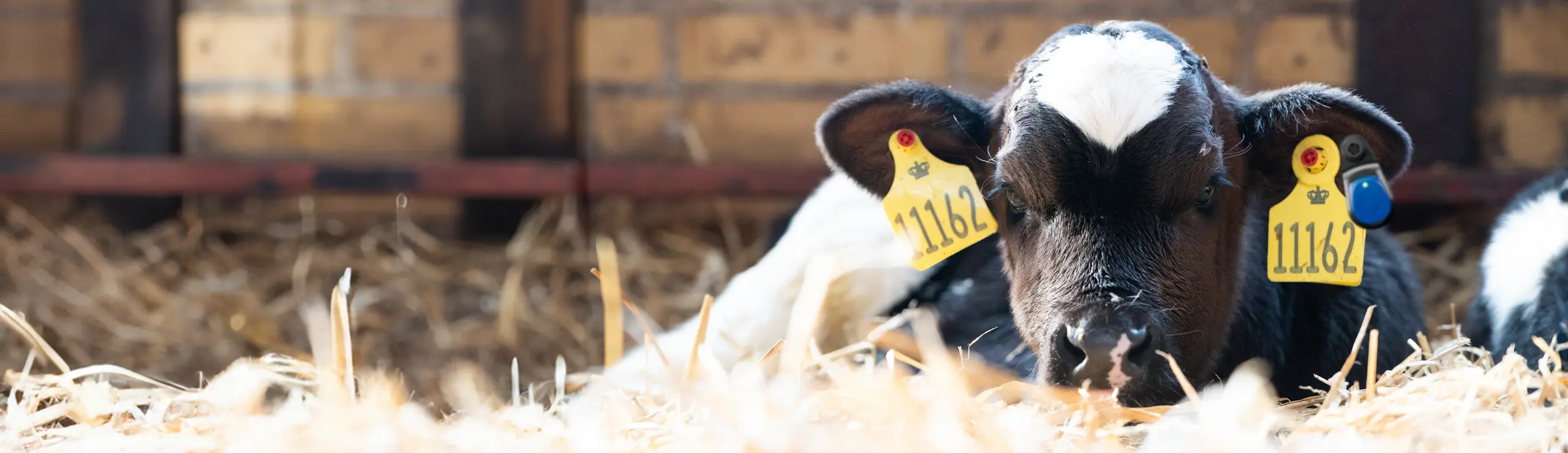 Kalv Med Youngstock Eartag