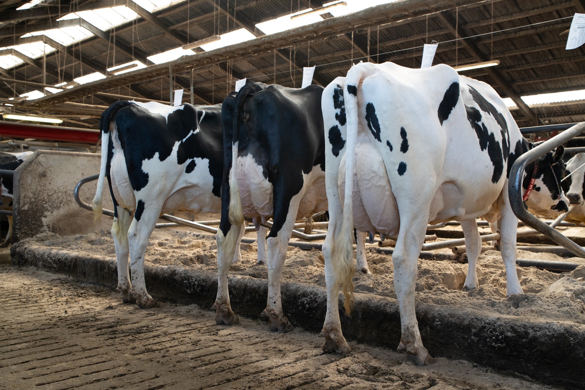 Fra Venstre Mistral, Mojito Og Magic, Billede Tage Mod Højre Bagben