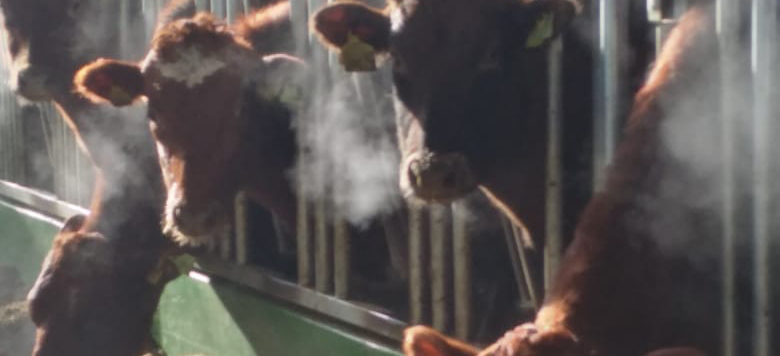 Whatsapp Image 2021 02 16 At 11.59.52 Forside