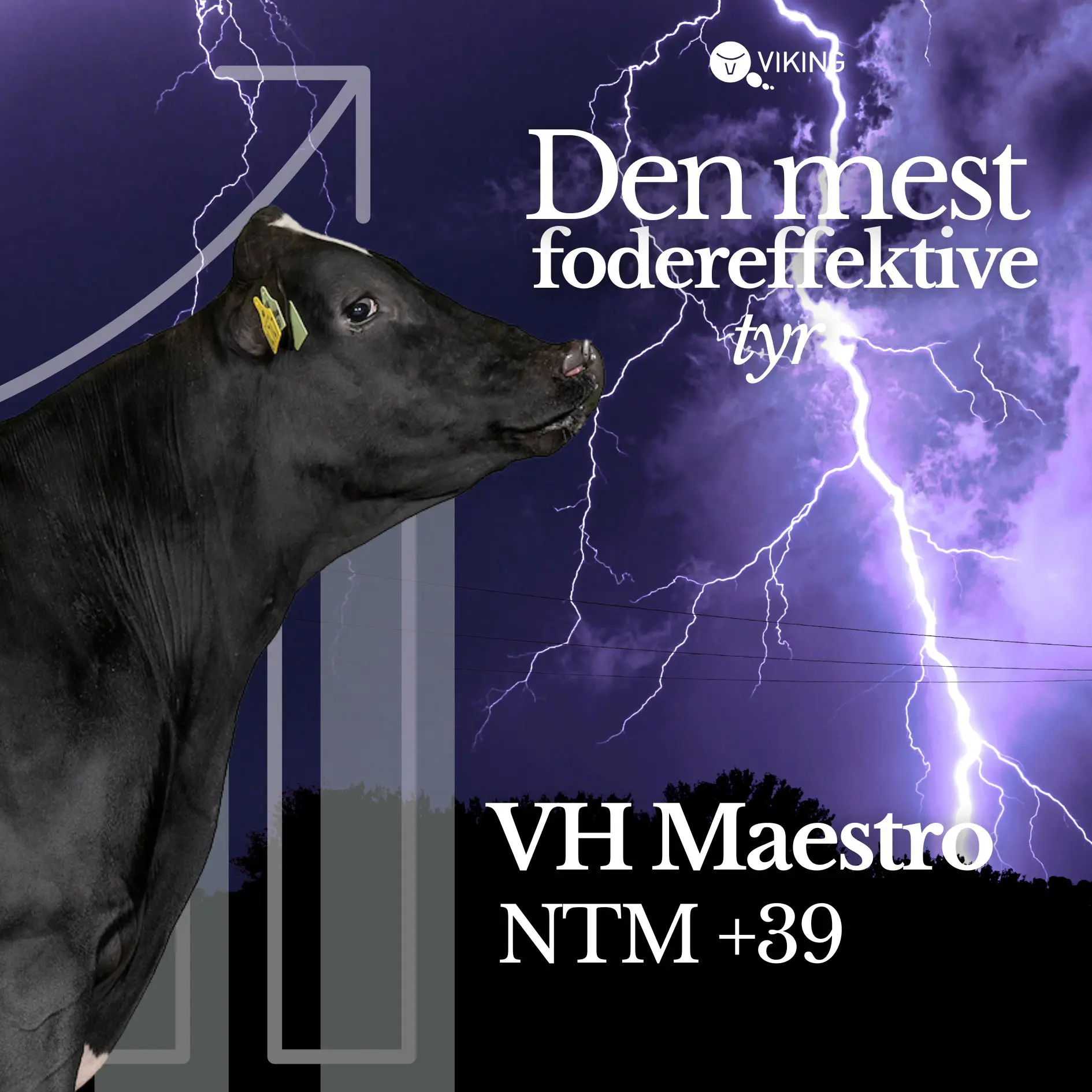 Den mest fodereffektive tyr