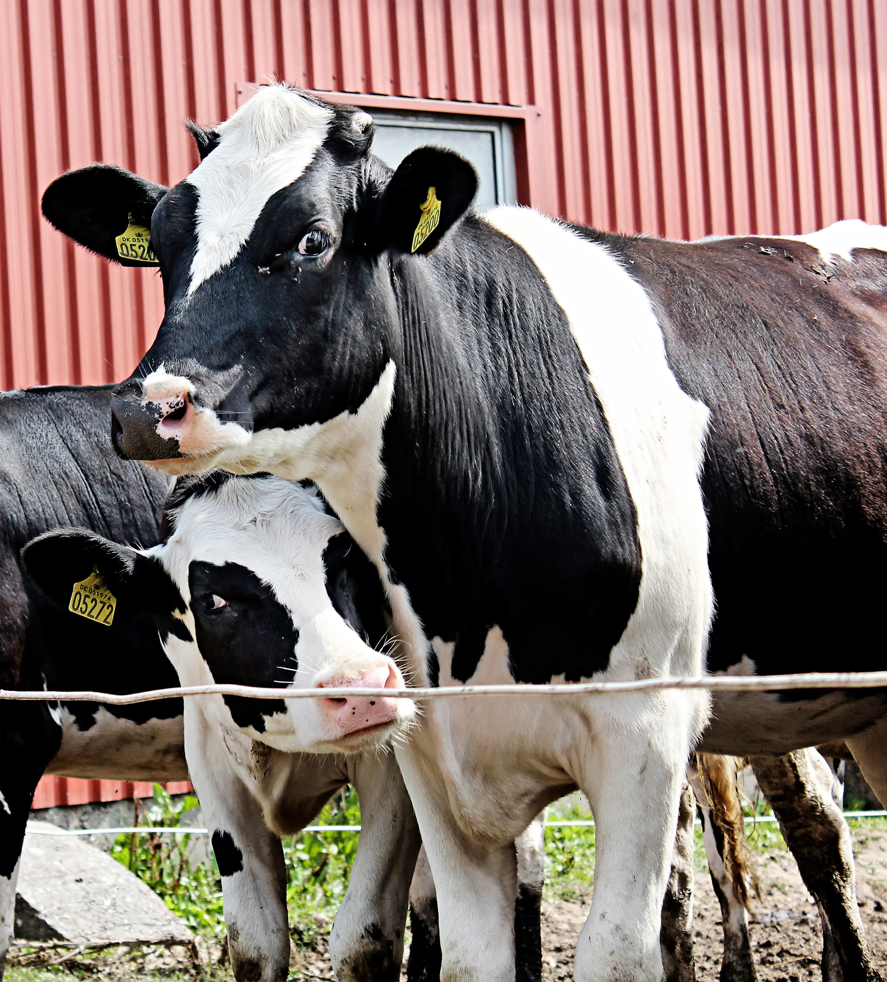 IMG 4038 Vn Srgb Web