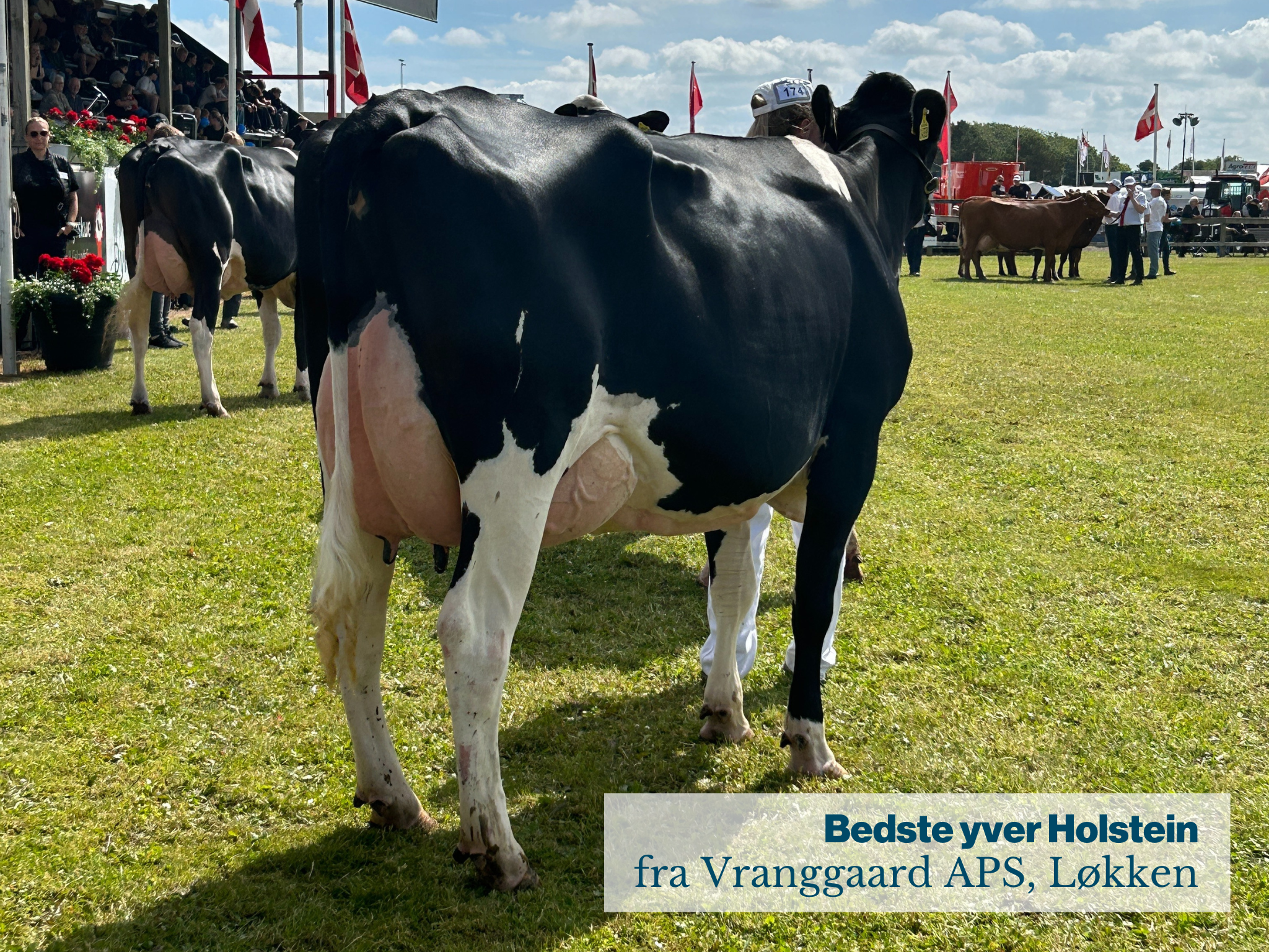 Bedste Yver Holstein